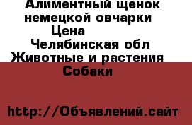 Алиментный щенок немецкой овчарки › Цена ­ 7 000 - Челябинская обл. Животные и растения » Собаки   